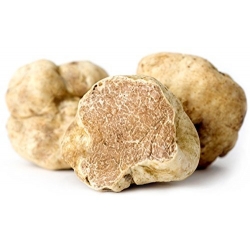 White Alba Truffle