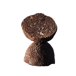 Winter Truffle Tuber Melanosporum