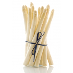 White Asparagus